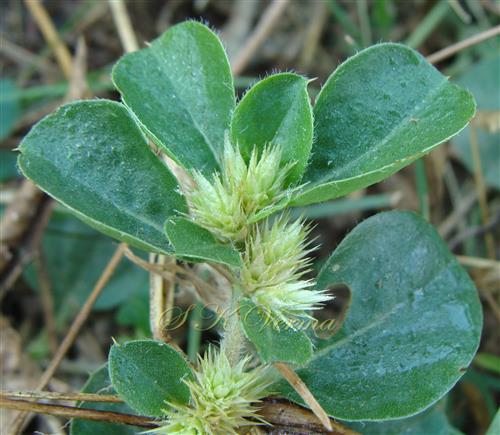  Leaves in Adaxial View and Inflorescences